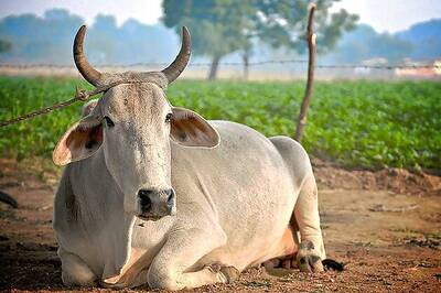 Haryana government passes law for cow protection, provides for imprisonment upto 10 years