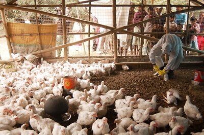 India Declares Itself Free from Bird Flu