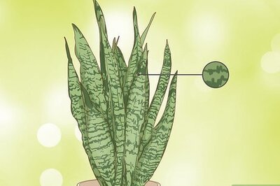 How to Care for a Sansevieria or Snake Plant
