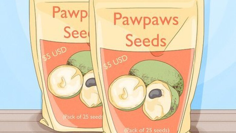 How to Grow Pawpaws