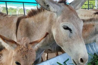 Gujarat Man Builds Successful Business By Selling Donkey Milk For Rs 5,000 A Litre