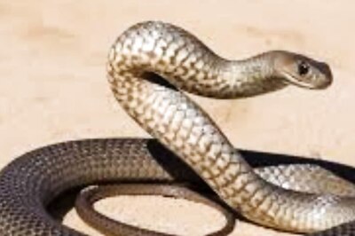 This 15-Year-Old Andhra Boy Started An Initiative To Save Endangered Snakes