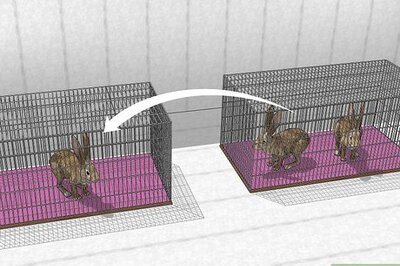 How to Get Rid of Mites on Rabbits