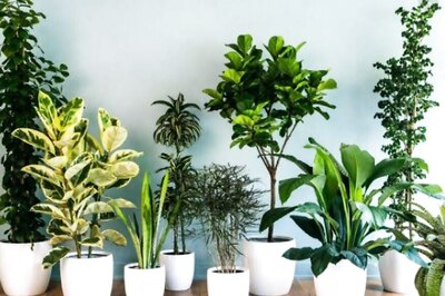 Desk Plants Can Reduce Stress At Work, Says Study