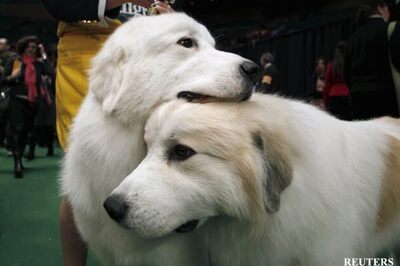 Hyderabad: Do you have a licence for your dog?