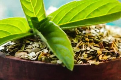 Improving Immunity To Digestion, Benefits Of Consuming Tulsi Leaves On Empty Stomach