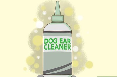 How to Clean Poodle Ears