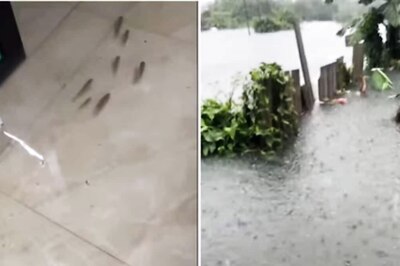 Watch: Fishes And Frogs Swim Together At This Brazil House Due To Heavy Flood