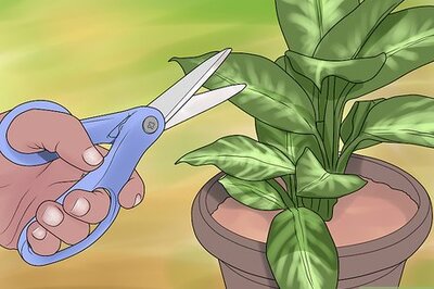 How to Remove Brown Tips From the Leaves of Houseplants