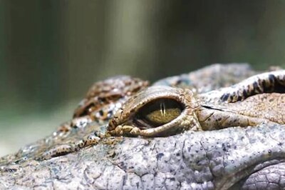 Do Crocodiles Really Cry? The Story Behind Crocodile Tears