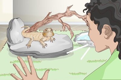 How to Pet a Bearded Dragon