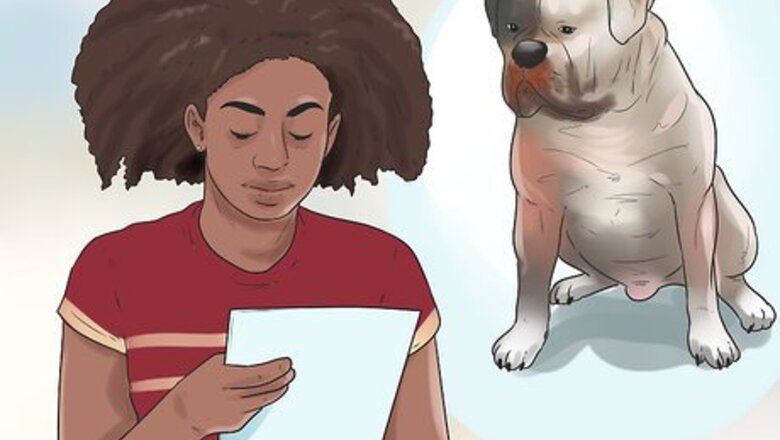 How to Raise an American Bulldog