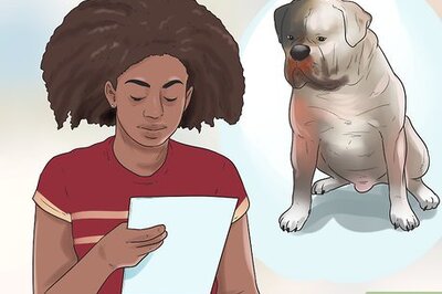 How to Raise an American Bulldog