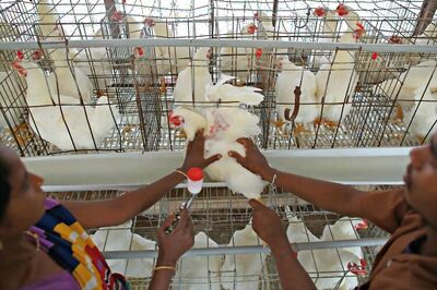 SC refuses to step in on meat ban issue, says can't force a decision down one's throat