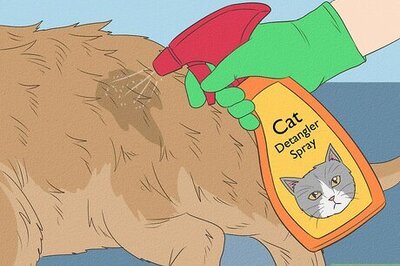 How to Shave a Matted Cat