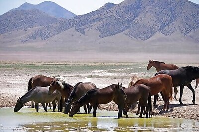 3 Large Corrals Approved For Western US Wild Horse Roundups