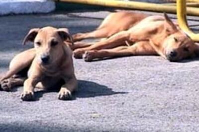 Tackling stray dog menace