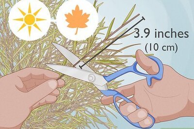 How to Propagate Grevilleas