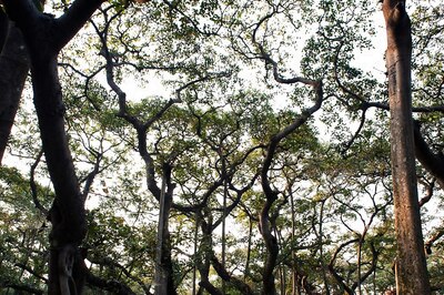 Project One Tree: From Meghalaya to Bengaluru, These are India's Most Famous Trees