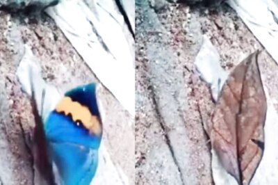 Watch: Butterfly Closes Its Wings To Look Like A Dry Leaf