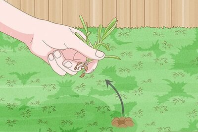 How to Kill Bermuda Grass