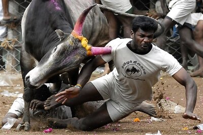 Engineering Student Gored to Death at Jallikattu Event; Spectator Dies of Shock