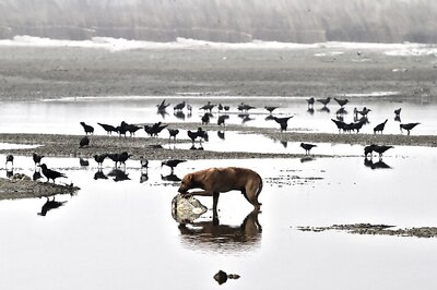 Rs 986 crore spent over 30 years but Ganga water-quality plunges
