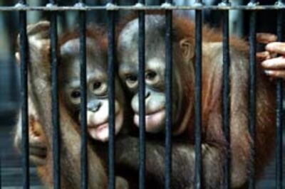 Apes, birds can think ahead: Study