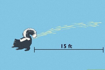Your Guide to Skunk Spray: Fun Facts, Skunk Baths, and More