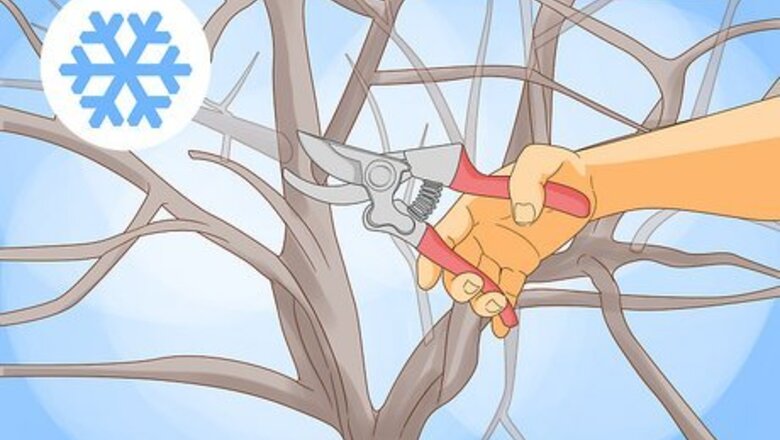 How to Prune a Fruit Tree