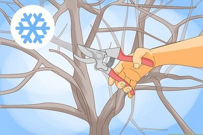 How to Prune a Fruit Tree