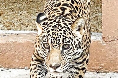 New Orleans Audubon Zoo Welcomes Rescued Young Jaguar