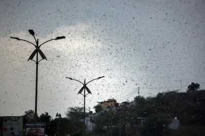 Swarm of Locust Species Attack Crops in Tamil Nadu, Agriculture Dept to Tackle Menace