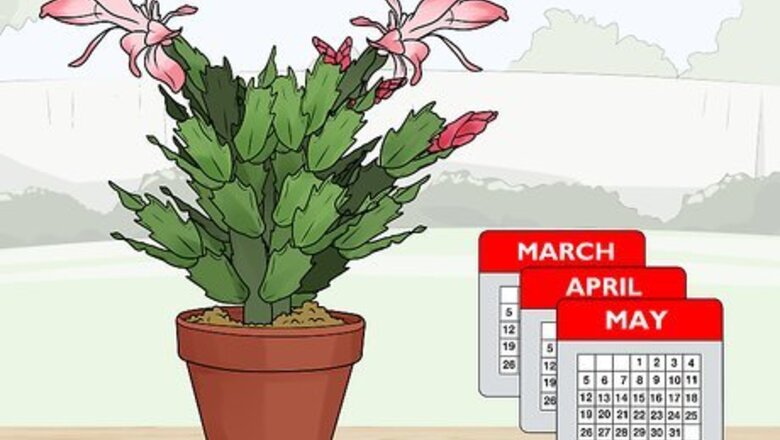 How to Plant a Christmas Cactus