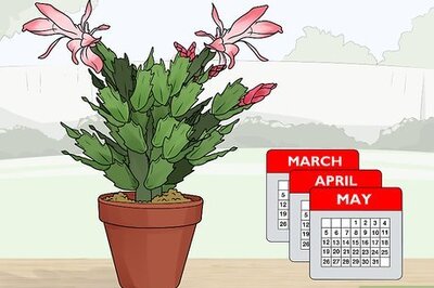 How to Plant a Christmas Cactus