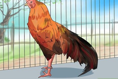 How to Show Chickens