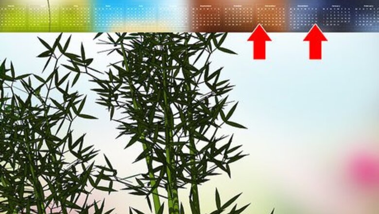 How to Harvest Bamboo