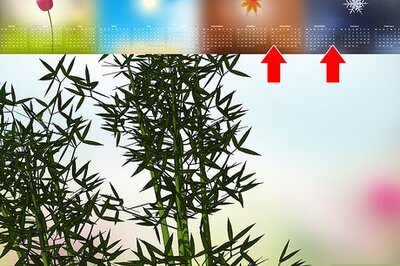 How to Harvest Bamboo