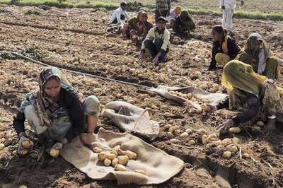 Potatoes in Cold Storage Have Started Rotting After Note Ban: FCSAI