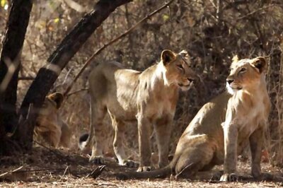 Safety Cover of Asiatic Lions to Expand Outside Gir Sanctuary With Setting up of New Wildlife Division