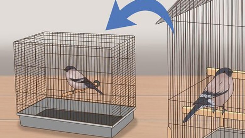 How to Treat Avian Pox in Finches