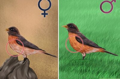 How to Tell the Difference Between Male and Female Robins