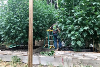 Mexican Lawmakers OK Marijuana for Medicinal Purposes