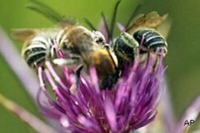Bees, other pollinators may be declining