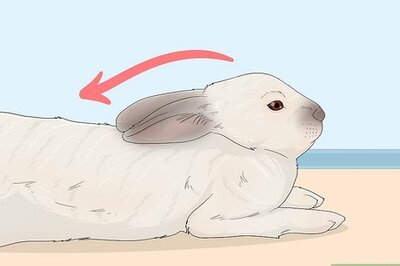 How to Read Bunny Ear Signals