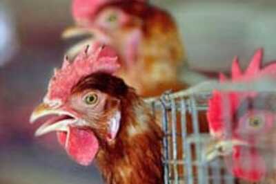 WHO confirms 6 bird flu cases