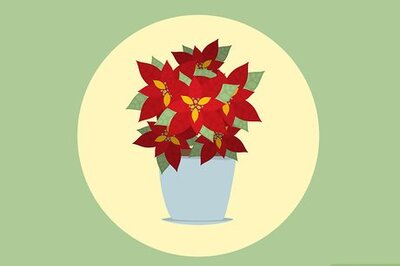 How to Care for Poinsettias