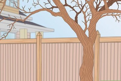 How to Cut a Limb from a Tree