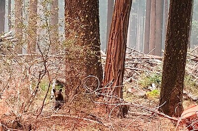 Emaciated Bear Cub May Have Lost Mom To California Wildfire