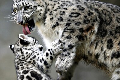 Madhya Pradesh: Gritty Tribal Woman Fights off Leopard, Snatches Her Son from Its Claws